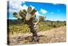 ¡Viva Mexico! Collection - Joshua Trees-Philippe Hugonnard-Stretched Canvas