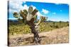 ¡Viva Mexico! Collection - Joshua Trees-Philippe Hugonnard-Stretched Canvas