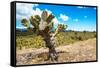¡Viva Mexico! Collection - Joshua Trees-Philippe Hugonnard-Framed Stretched Canvas