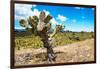 ¡Viva Mexico! Collection - Joshua Trees-Philippe Hugonnard-Framed Photographic Print