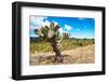 ¡Viva Mexico! Collection - Joshua Trees-Philippe Hugonnard-Framed Photographic Print