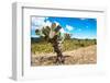 ¡Viva Mexico! Collection - Joshua Trees-Philippe Hugonnard-Framed Photographic Print