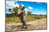 ¡Viva Mexico! Collection - Joshua Trees-Philippe Hugonnard-Mounted Photographic Print