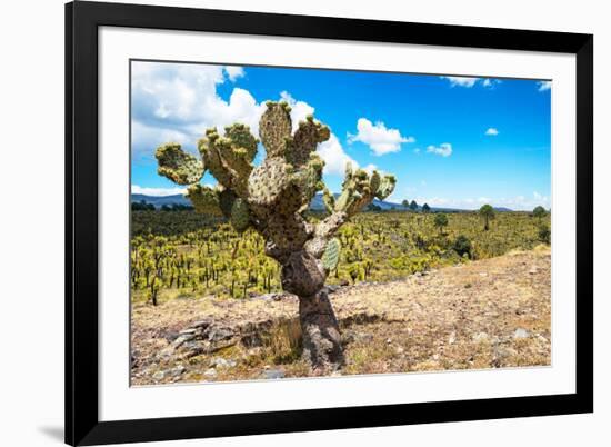 ¡Viva Mexico! Collection - Joshua Trees-Philippe Hugonnard-Framed Photographic Print