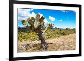 ¡Viva Mexico! Collection - Joshua Trees-Philippe Hugonnard-Framed Photographic Print