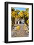 ¡Viva Mexico! Collection - Mayan Ruins in the Forest II-Philippe Hugonnard-Framed Photographic Print