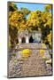 ¡Viva Mexico! Collection - Mayan Ruins in the Forest II-Philippe Hugonnard-Mounted Photographic Print