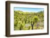 ¡Viva Mexico! Collection - Mexican Vegetation II-Philippe Hugonnard-Framed Photographic Print