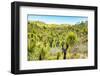 ¡Viva Mexico! Collection - Mexican Vegetation II-Philippe Hugonnard-Framed Photographic Print