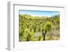 ¡Viva Mexico! Collection - Mexican Vegetation II-Philippe Hugonnard-Framed Photographic Print