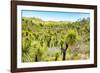 ¡Viva Mexico! Collection - Mexican Vegetation II-Philippe Hugonnard-Framed Photographic Print