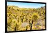 ¡Viva Mexico! Collection - Mexican Vegetation III-Philippe Hugonnard-Framed Photographic Print