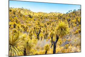 ¡Viva Mexico! Collection - Mexican Vegetation III-Philippe Hugonnard-Mounted Photographic Print
