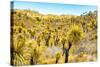 ¡Viva Mexico! Collection - Mexican Vegetation III-Philippe Hugonnard-Stretched Canvas