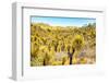 ¡Viva Mexico! Collection - Mexican Vegetation III-Philippe Hugonnard-Framed Photographic Print