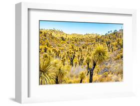 ¡Viva Mexico! Collection - Mexican Vegetation III-Philippe Hugonnard-Framed Photographic Print