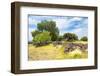 ¡Viva Mexico! Collection - Mexican Vegetation-Philippe Hugonnard-Framed Photographic Print