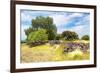 ¡Viva Mexico! Collection - Mexican Vegetation-Philippe Hugonnard-Framed Photographic Print