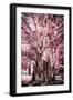 ¡Viva Mexico! Collection - Pink Tree Centenary-Philippe Hugonnard-Framed Photographic Print