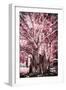 ¡Viva Mexico! Collection - Pink Tree Centenary-Philippe Hugonnard-Framed Photographic Print