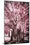 ¡Viva Mexico! Collection - Pink Tree Centenary-Philippe Hugonnard-Mounted Photographic Print