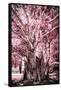 ¡Viva Mexico! Collection - Pink Tree Centenary-Philippe Hugonnard-Framed Stretched Canvas