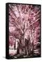¡Viva Mexico! Collection - Pink Tree Centenary-Philippe Hugonnard-Framed Stretched Canvas