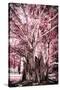 ¡Viva Mexico! Collection - Pink Tree Centenary-Philippe Hugonnard-Stretched Canvas