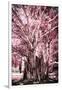 ¡Viva Mexico! Collection - Pink Tree Centenary-Philippe Hugonnard-Framed Photographic Print