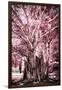 ¡Viva Mexico! Collection - Pink Tree Centenary-Philippe Hugonnard-Framed Photographic Print