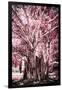 ¡Viva Mexico! Collection - Pink Tree Centenary-Philippe Hugonnard-Framed Photographic Print