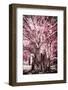 ¡Viva Mexico! Collection - Pink Tree Centenary-Philippe Hugonnard-Framed Photographic Print