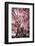 ¡Viva Mexico! Collection - Pink Tree Centenary-Philippe Hugonnard-Framed Photographic Print