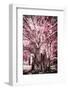 ¡Viva Mexico! Collection - Pink Tree Centenary-Philippe Hugonnard-Framed Photographic Print