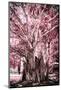 ¡Viva Mexico! Collection - Pink Tree Centenary-Philippe Hugonnard-Mounted Photographic Print