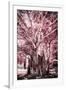 ¡Viva Mexico! Collection - Pink Tree Centenary-Philippe Hugonnard-Framed Premium Photographic Print