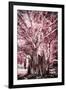 ¡Viva Mexico! Collection - Pink Tree Centenary-Philippe Hugonnard-Framed Premium Photographic Print