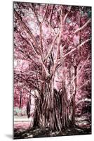 ¡Viva Mexico! Collection - Pink Tree Centenary-Philippe Hugonnard-Mounted Premium Photographic Print