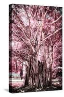 ¡Viva Mexico! Collection - Pink Tree Centenary-Philippe Hugonnard-Stretched Canvas