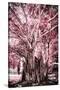 ¡Viva Mexico! Collection - Pink Tree Centenary-Philippe Hugonnard-Stretched Canvas
