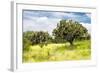 ¡Viva Mexico! Collection - Prickly Pear Cactus II-Philippe Hugonnard-Framed Photographic Print