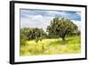 ¡Viva Mexico! Collection - Prickly Pear Cactus II-Philippe Hugonnard-Framed Photographic Print