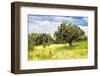 ¡Viva Mexico! Collection - Prickly Pear Cactus II-Philippe Hugonnard-Framed Photographic Print