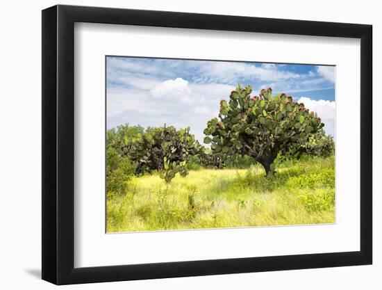 ¡Viva Mexico! Collection - Prickly Pear Cactus II-Philippe Hugonnard-Framed Photographic Print