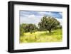 ¡Viva Mexico! Collection - Prickly Pear Cactus II-Philippe Hugonnard-Framed Photographic Print