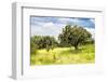 ¡Viva Mexico! Collection - Prickly Pear Cactus II-Philippe Hugonnard-Framed Photographic Print