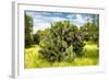 ¡Viva Mexico! Collection - Prickly Pear Cactus III-Philippe Hugonnard-Framed Photographic Print