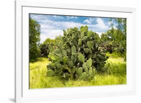 ¡Viva Mexico! Collection - Prickly Pear Cactus III-Philippe Hugonnard-Framed Photographic Print