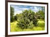 ¡Viva Mexico! Collection - Prickly Pear Cactus III-Philippe Hugonnard-Framed Photographic Print