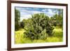 ¡Viva Mexico! Collection - Prickly Pear Cactus III-Philippe Hugonnard-Framed Photographic Print